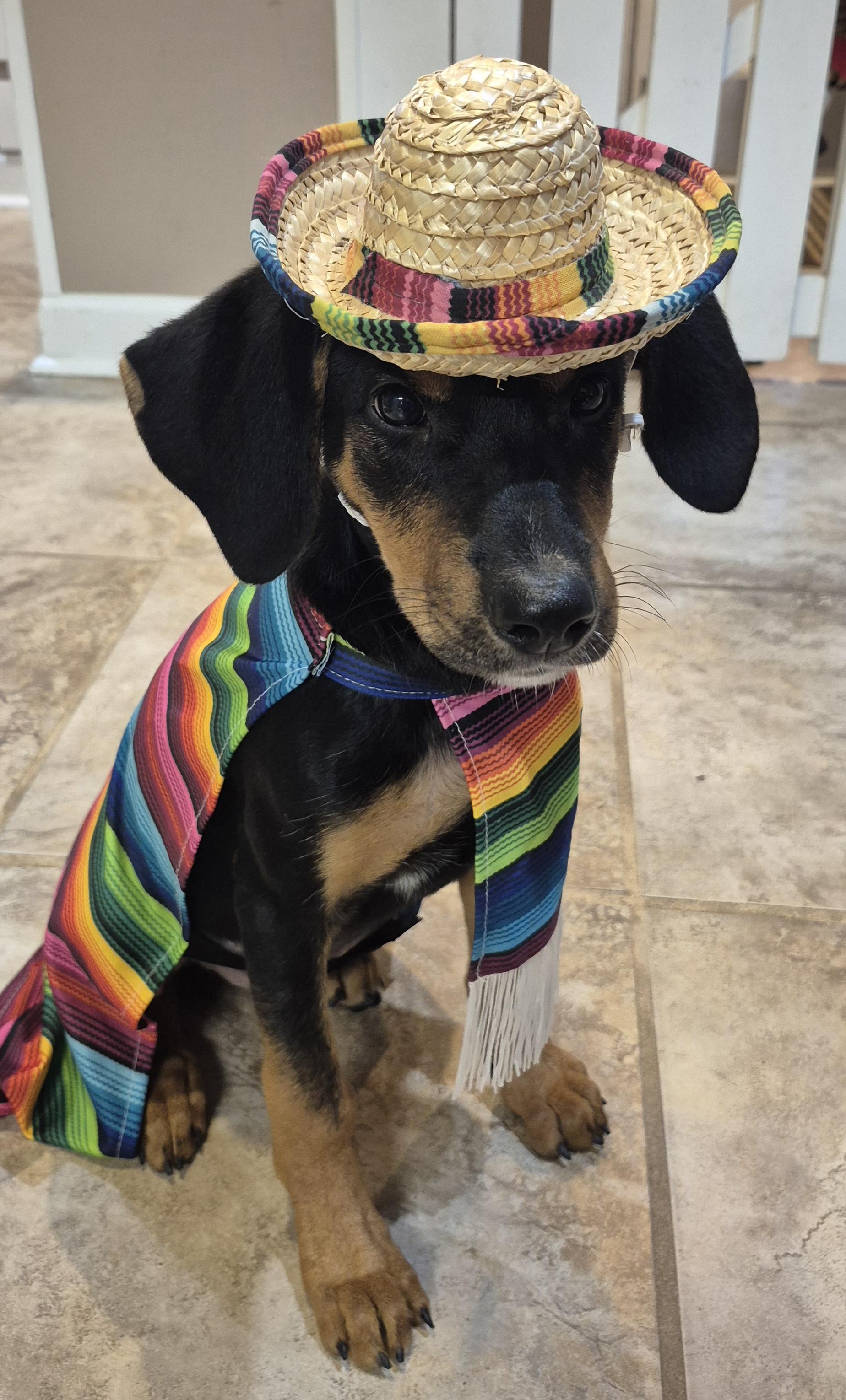 Fig, Adoptable, Puppy Female Hound & German Shepherd Dog.