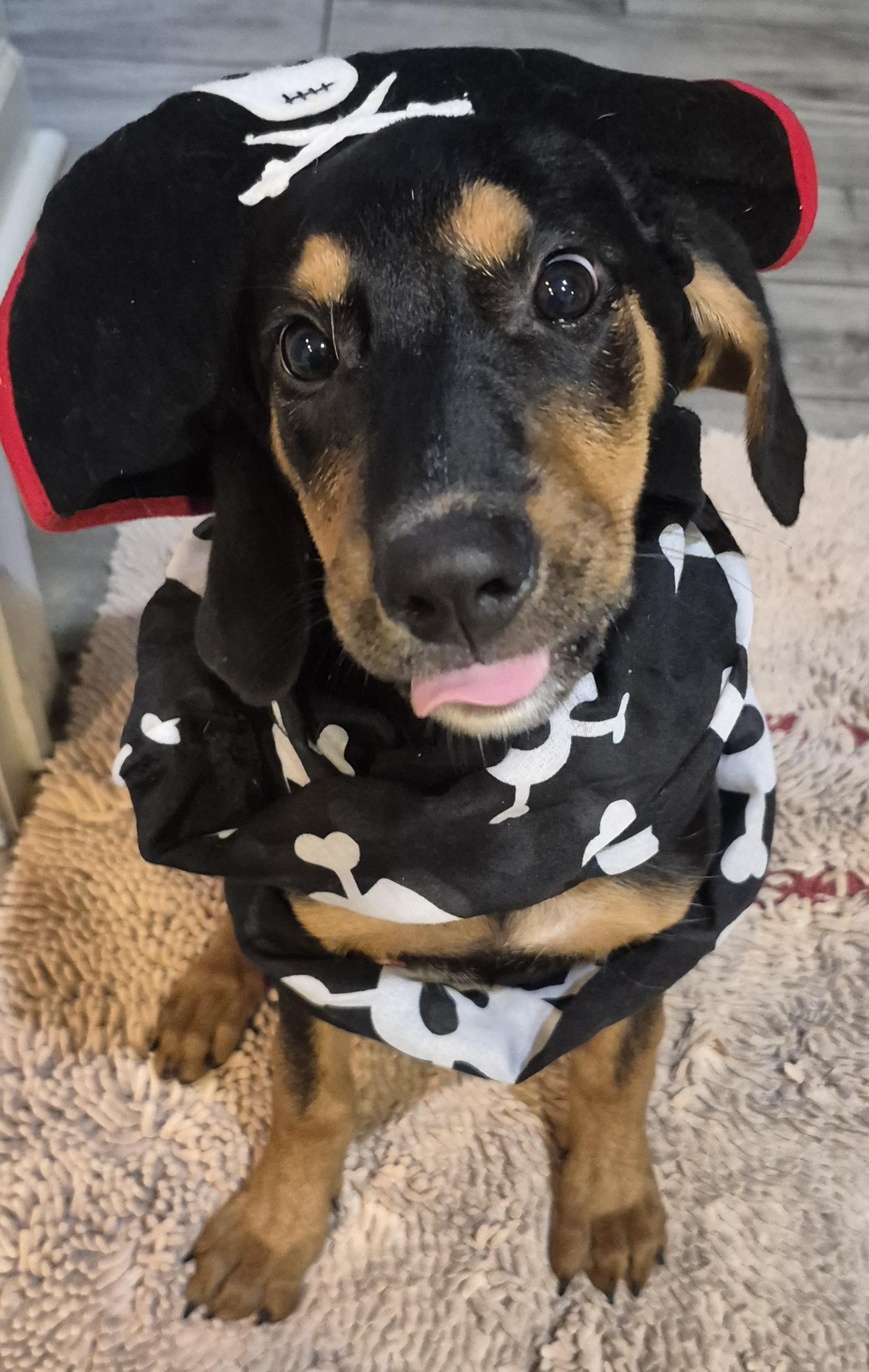 Enlarge Fig, a Adoptable mixed breed in Amissville, VA image 3/4
