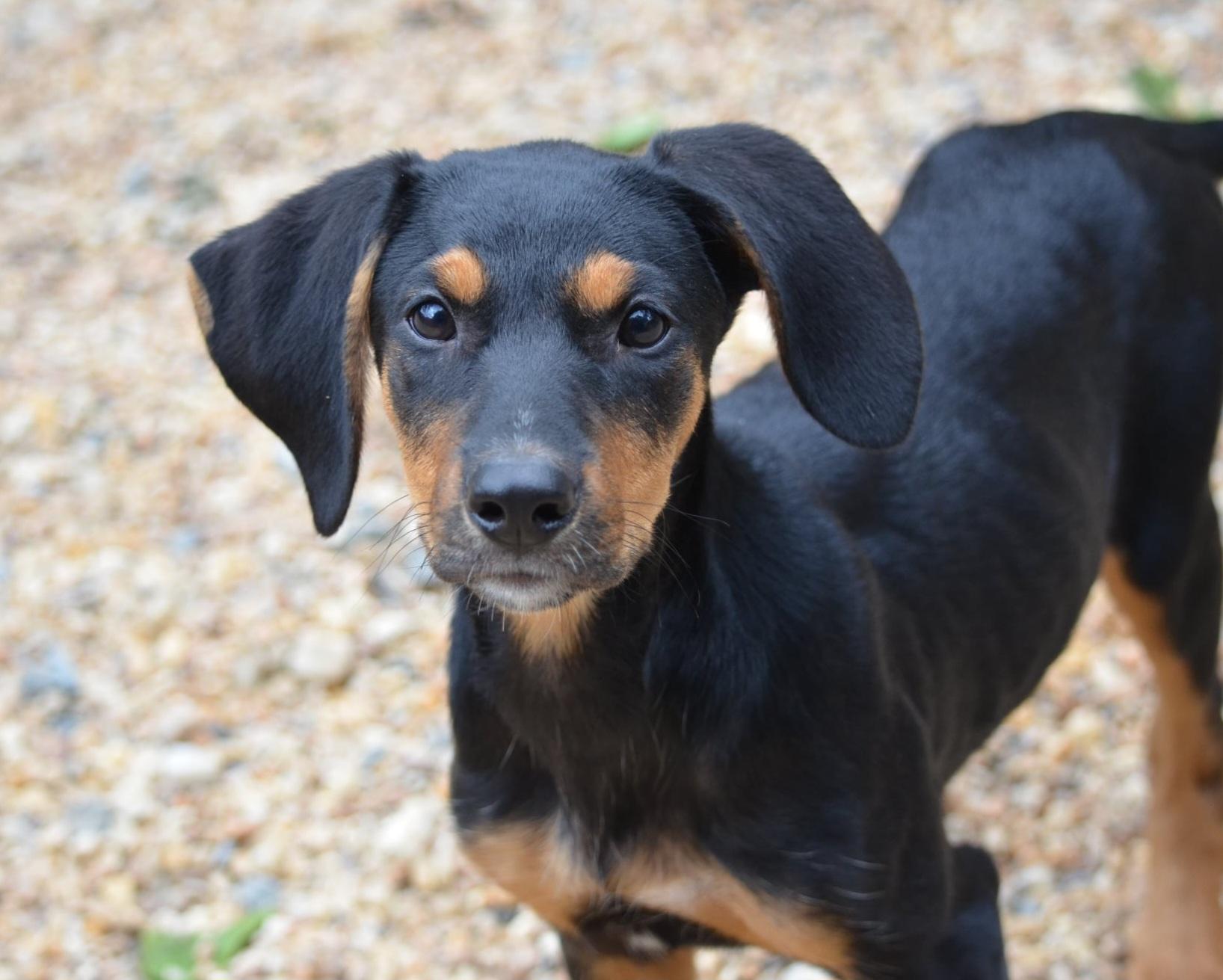 Enlarge Fig, a Adoptable mixed breed in Amissville, VA image 4/4