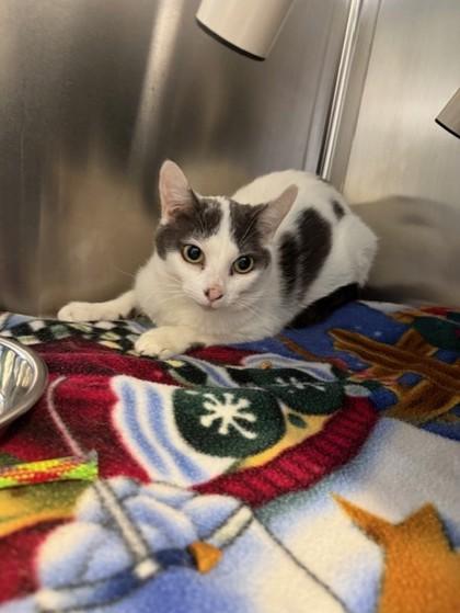 Genoa, Young Female Domestic Short Hair