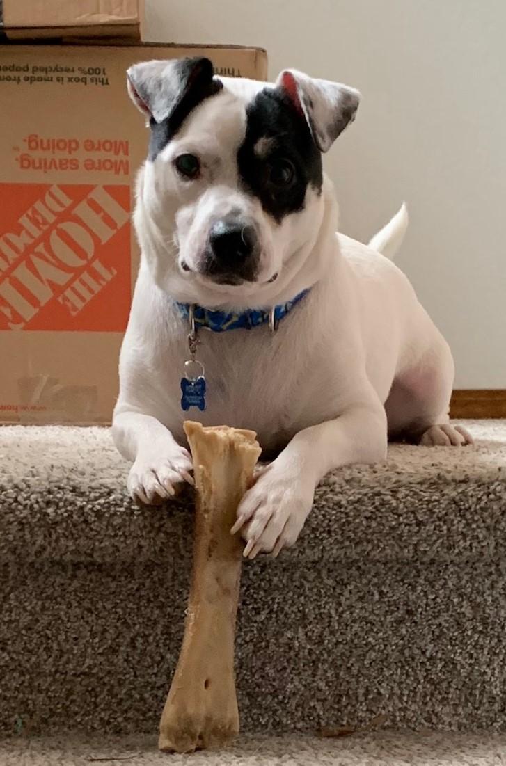 Mozzie, an adoptable Jack Russell Terrier in Boise, ID, 83701 | Photo Image 2