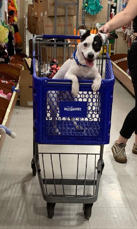Mozzie, an adoptable Jack Russell Terrier in Boise, ID, 83701 | Photo Image 3
