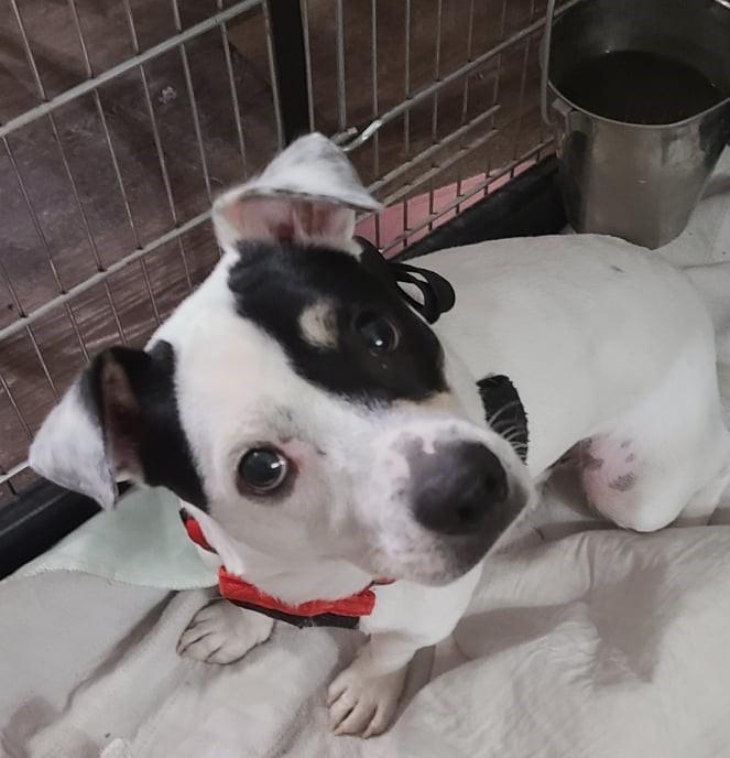 Mozzie, an adoptable Jack Russell Terrier in Boise, ID, 83701 | Photo Image 1