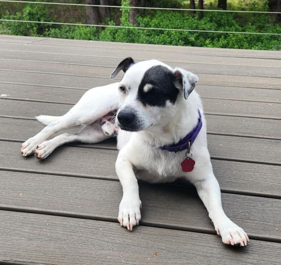 Mozzie, an adoptable Jack Russell Terrier in Boise, ID, 83701 | Photo Image 5