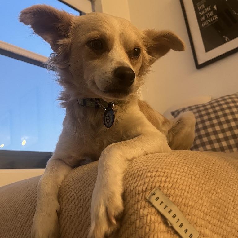 Enlarge David, a Adoptable Chihuahua in Brooklyn, NY image 1/5