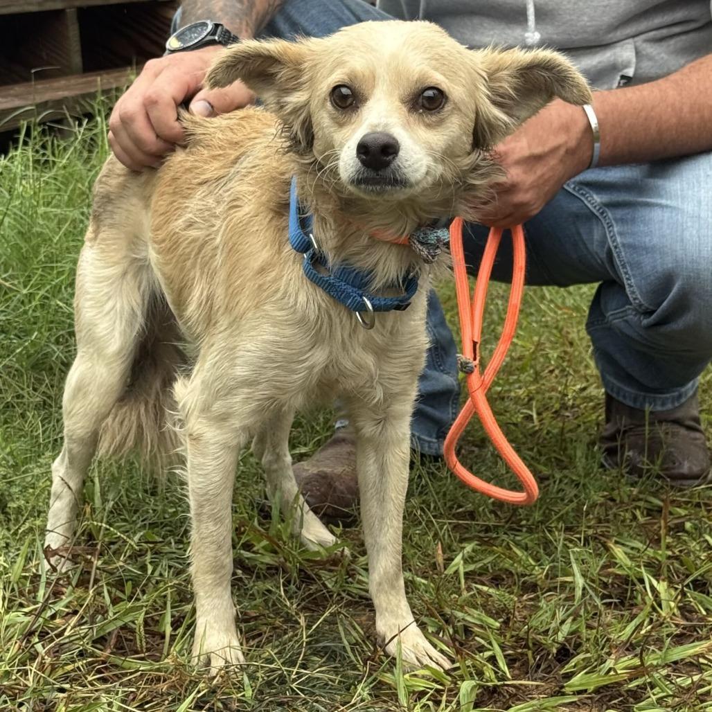 Enlarge David, a Adoptable Chihuahua in Brooklyn, NY image 2/5