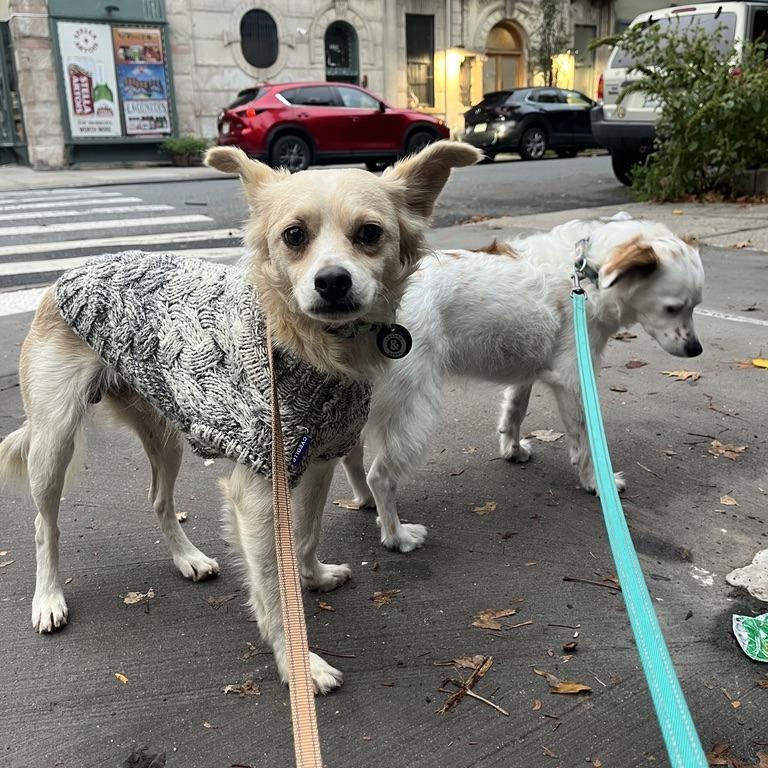 Enlarge David, a Adoptable Chihuahua in Brooklyn, NY image 3/5