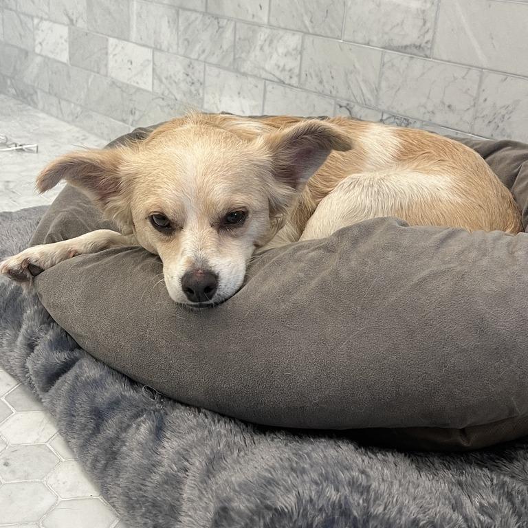Enlarge David, a Adoptable Chihuahua in Brooklyn, NY image 4/5