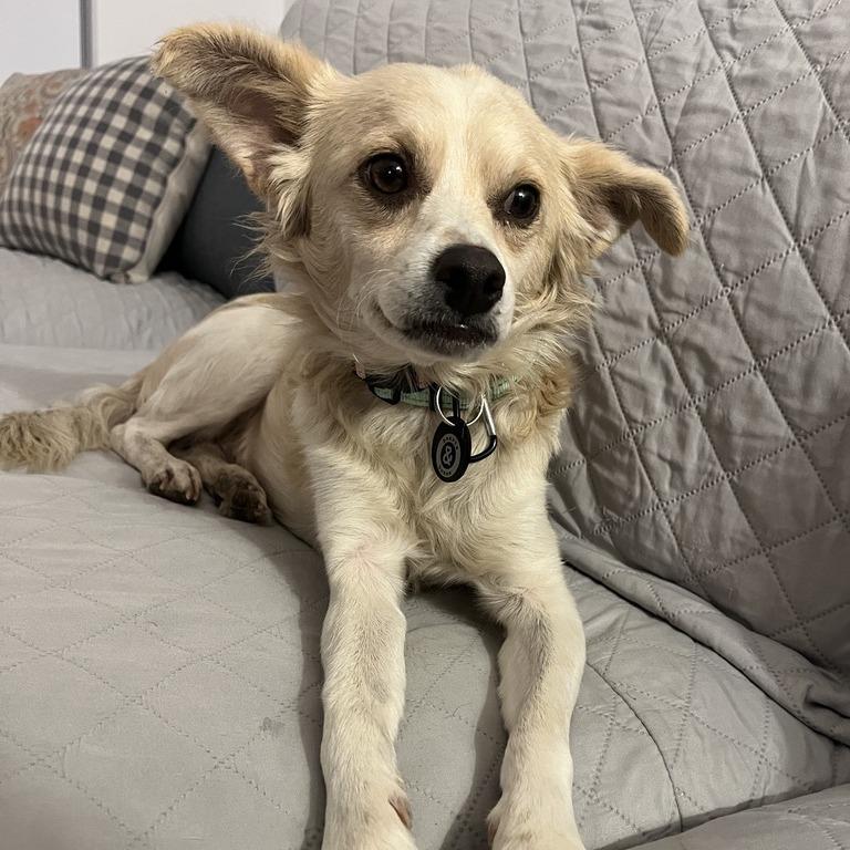 Enlarge David, a Adoptable Chihuahua in Brooklyn, NY image 5/5