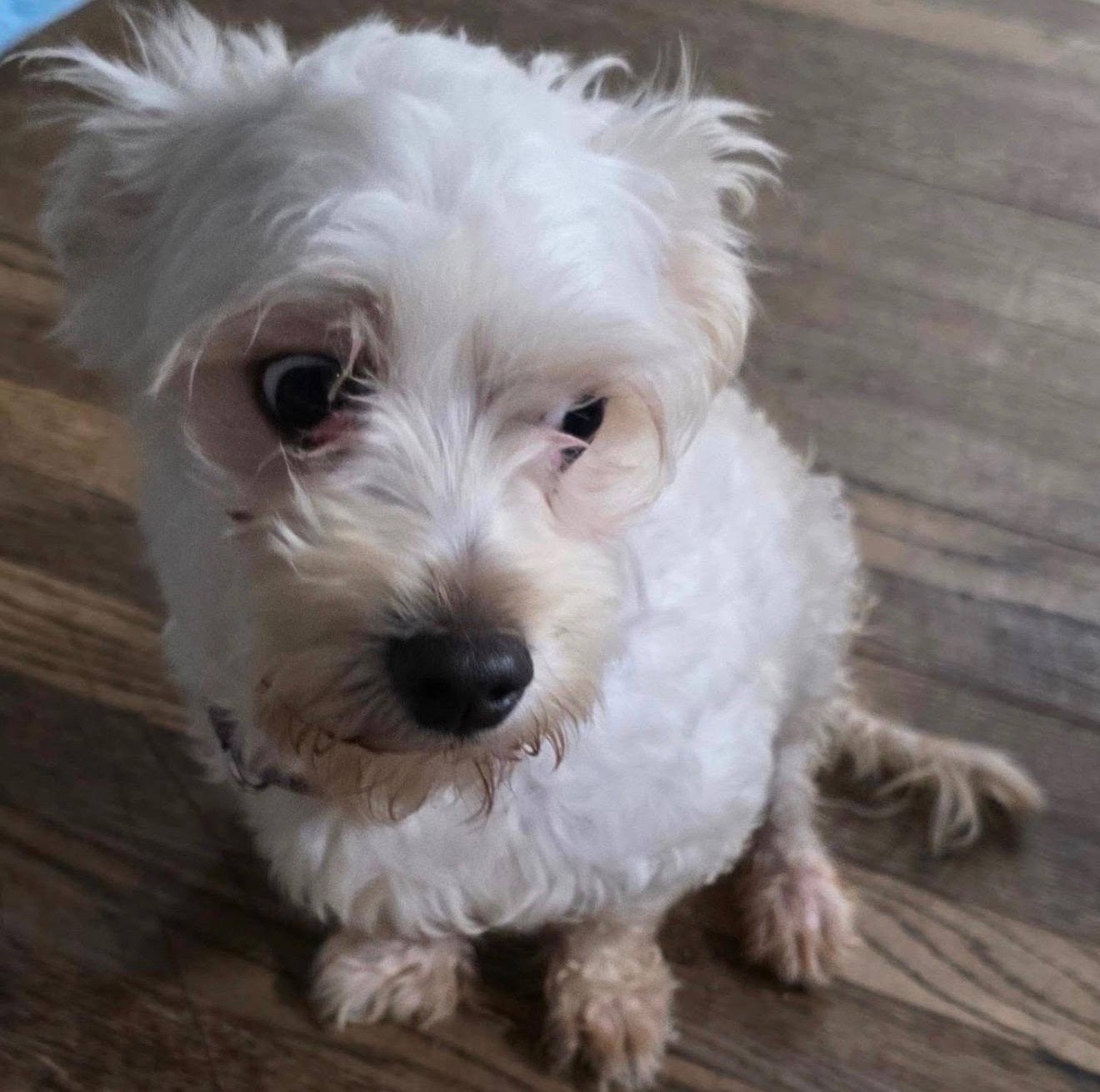 PROVOLONE, adopted, Young Male Maltese.
