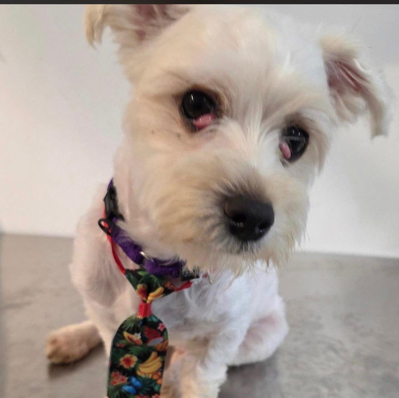 PROVOLONE, an adopted mixed breed in New York, NY image 4/6