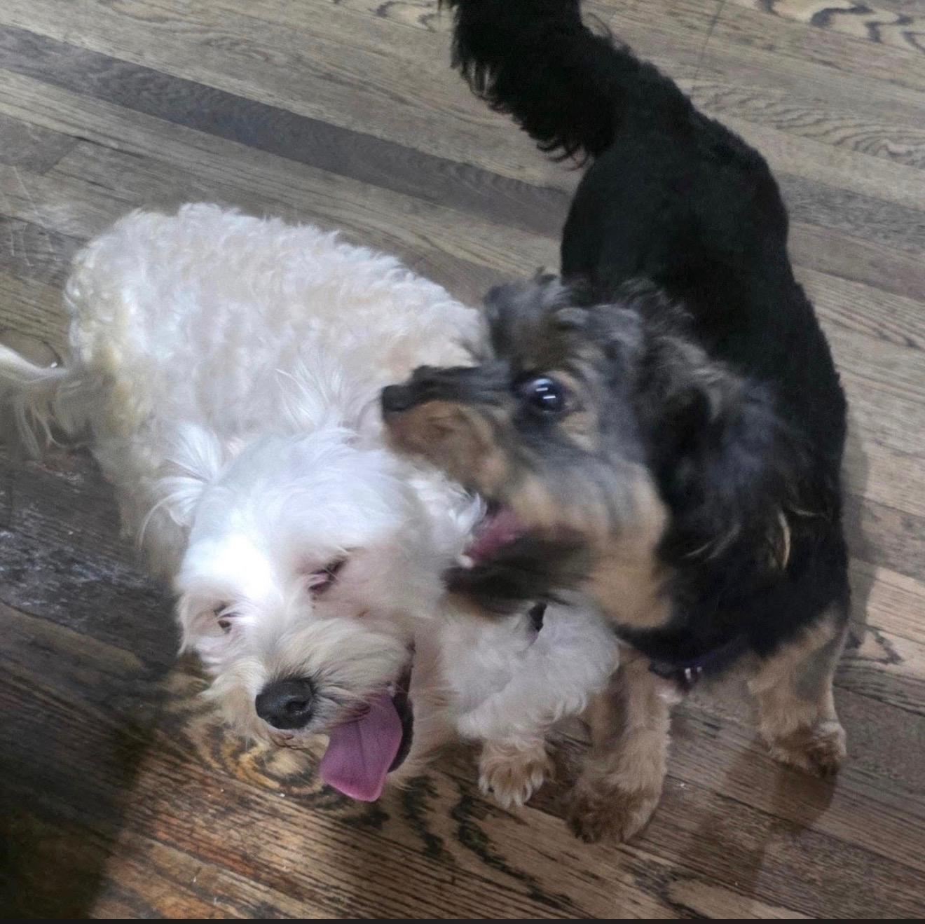 PROVOLONE, an adopted mixed breed in New York, NY image 5/6