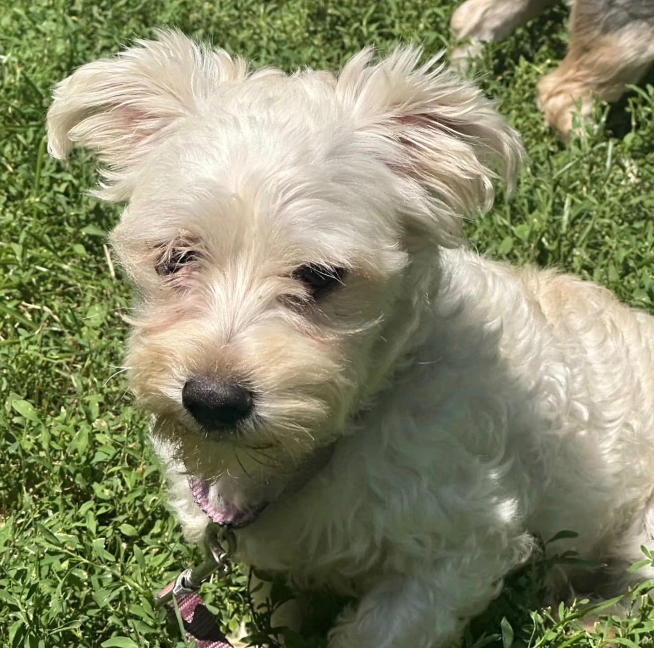 PROVOLONE, an adopted mixed breed in New York, NY image 6/6