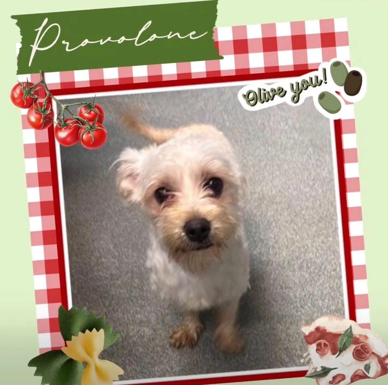 PROVOLONE, an adopted mixed breed in New York, NY image 3/6