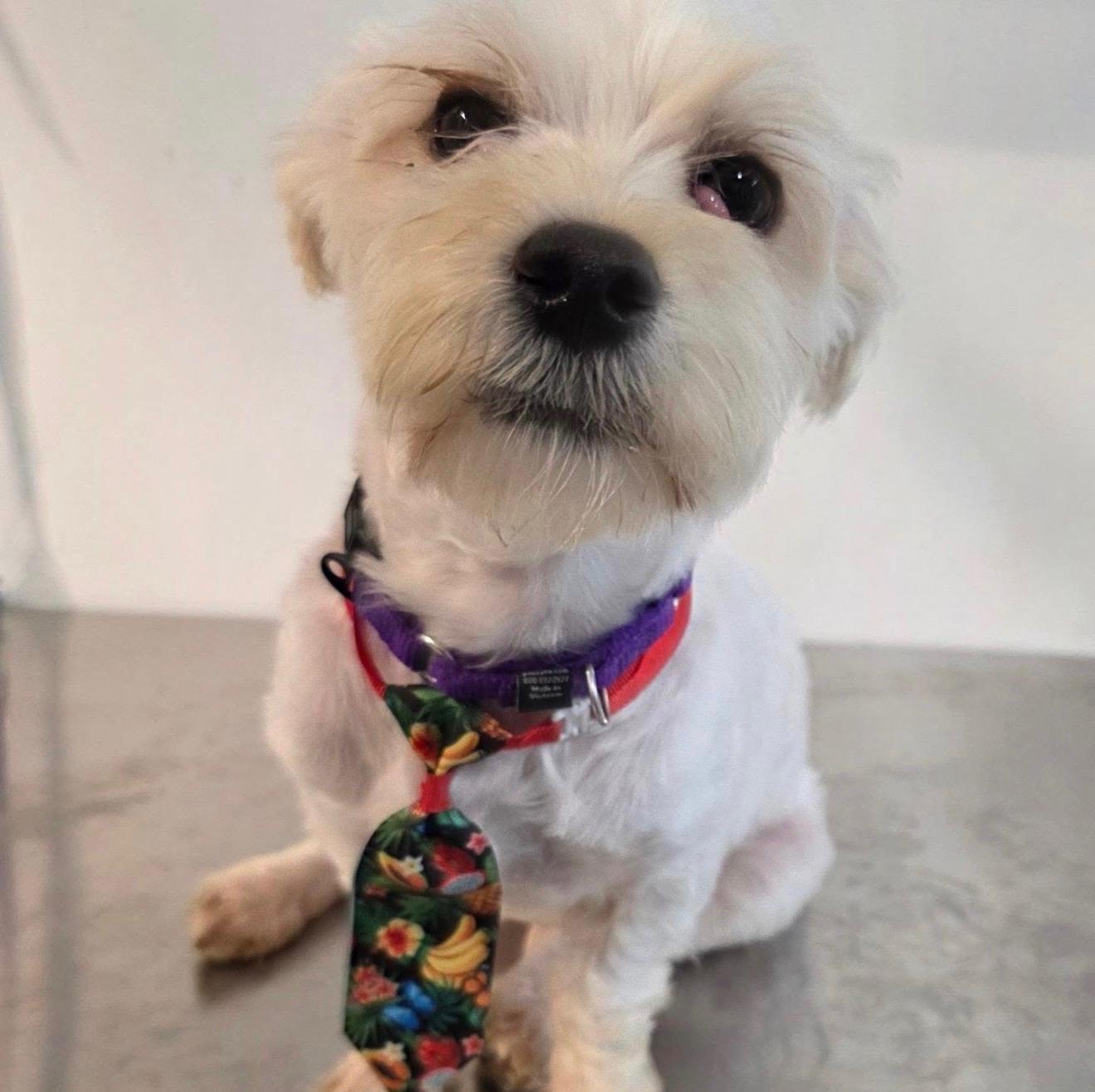 PROVOLONE, an adopted mixed breed in New York, NY image 2/6