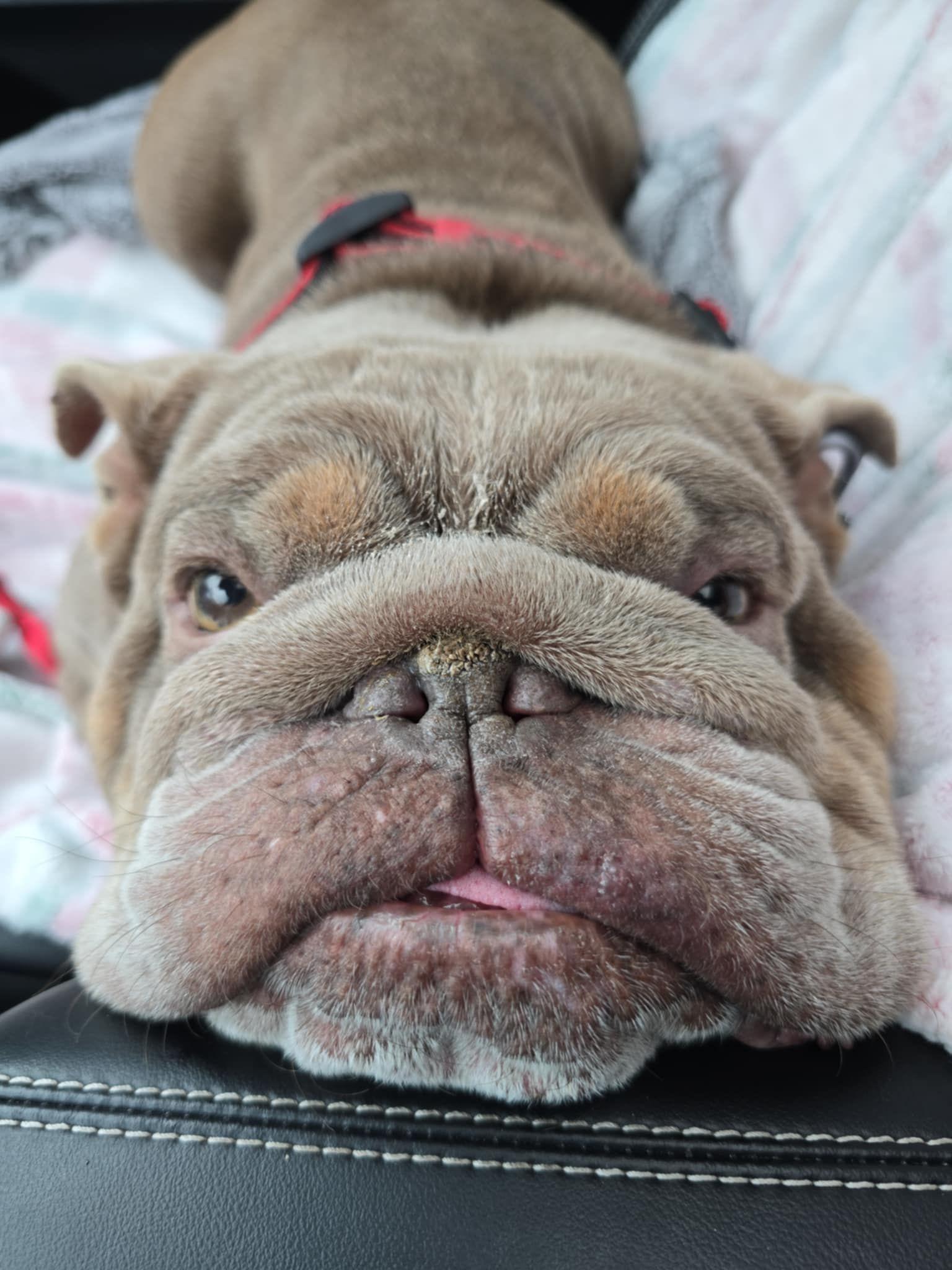Olaf photo 1