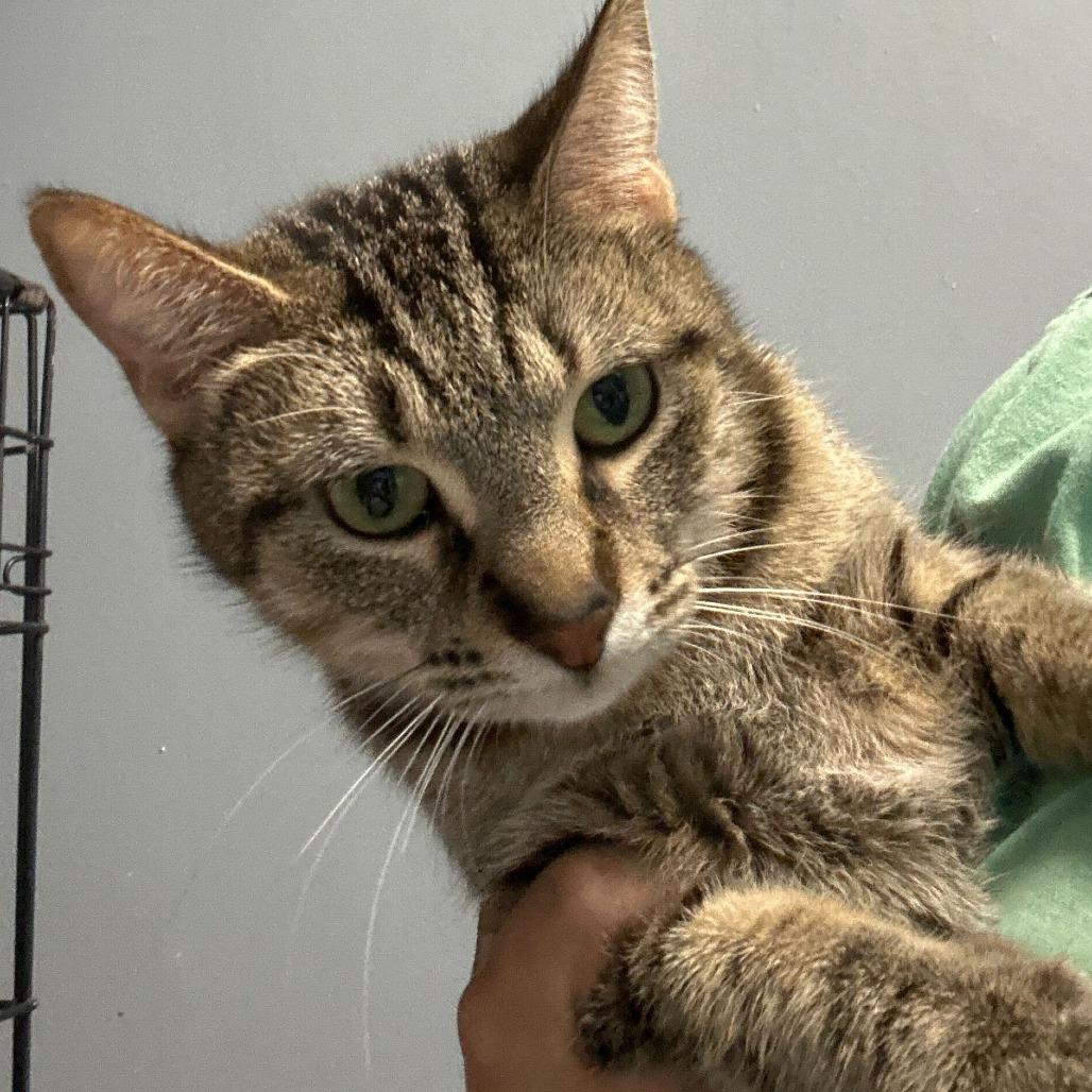 Fum, Adoptable, Young Female Domestic Short Hair.