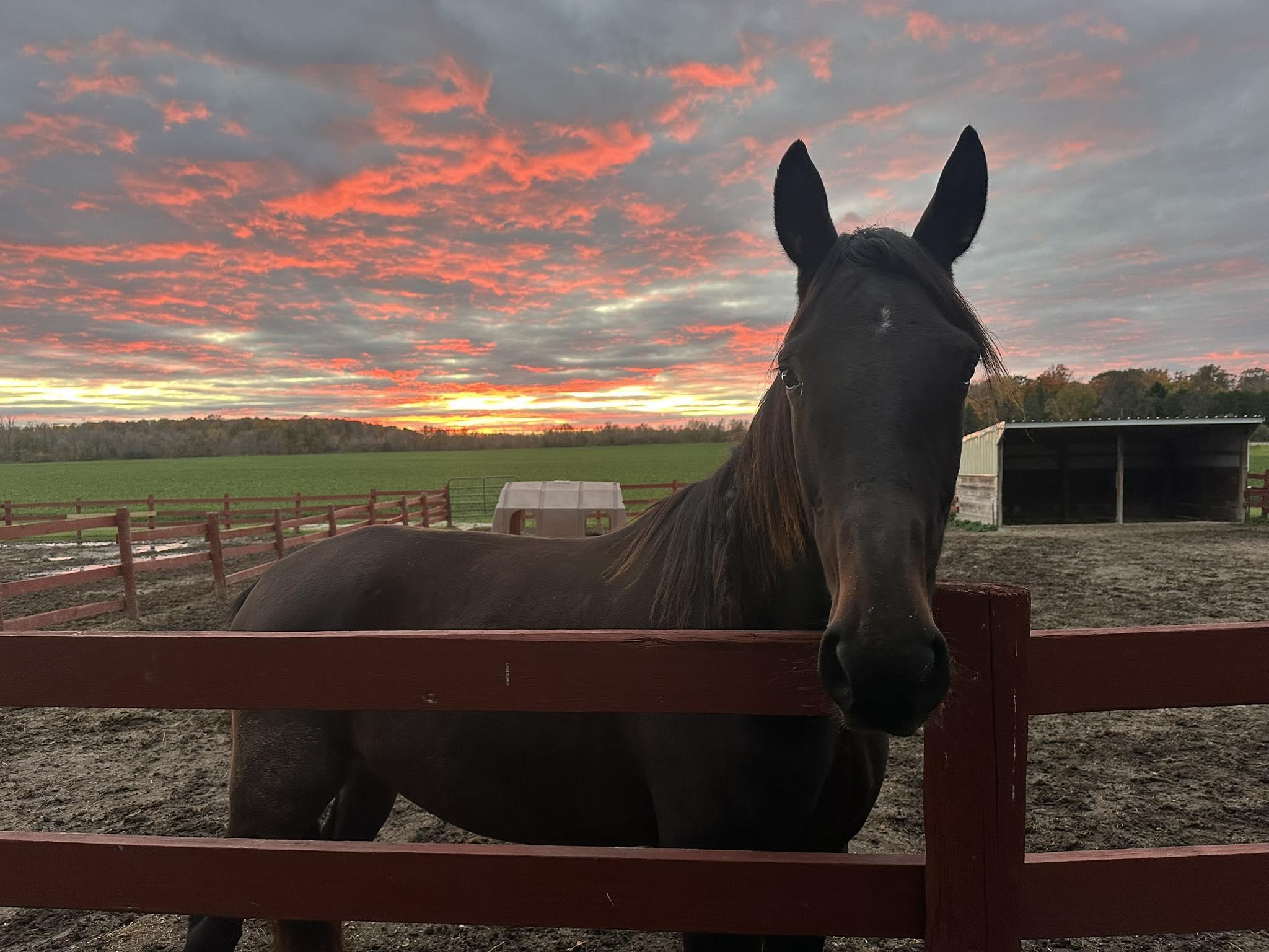 Seamus (Currently Under Evaluation), a Adoptable Standardbred in Elkhart Lake, WI image 6/6