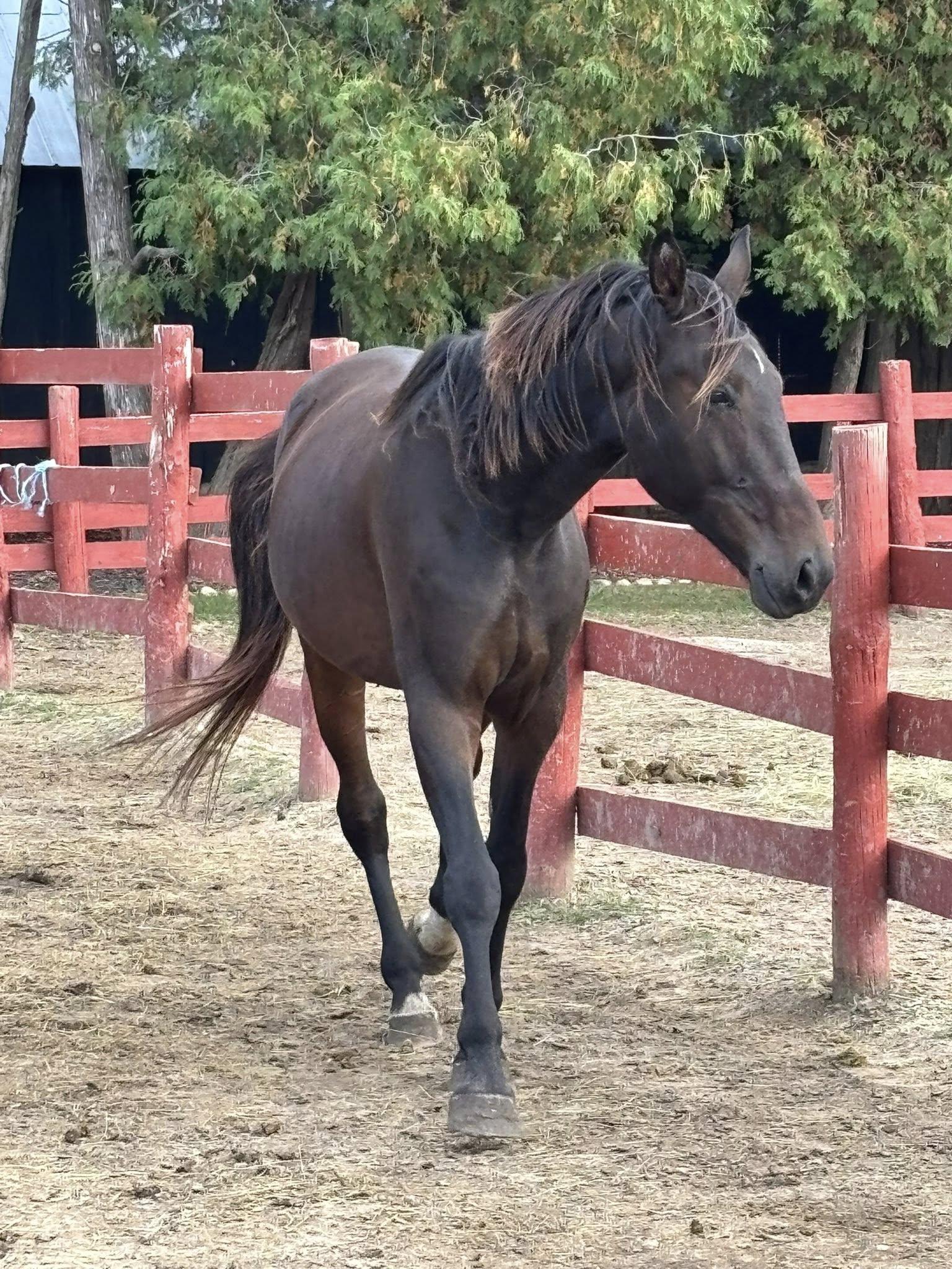 Seamus (Currently Under Evaluation), a Adoptable Standardbred in Elkhart Lake, WI image 4/6