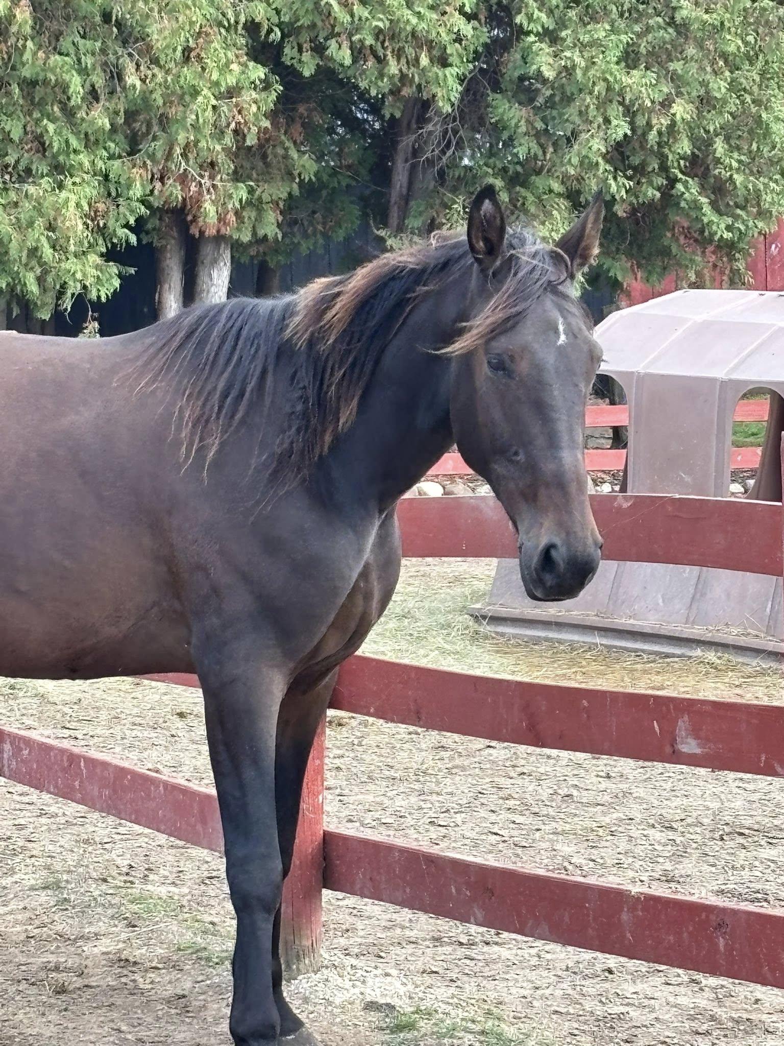 Seamus (Currently Under Evaluation), Adoptable, Adult Male Standardbred.