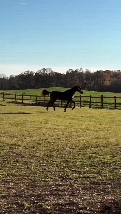 Enlarge Seamus (Currently Under Evaluation), a Adoptable Standardbred in Elkhart Lake, WI video 2/6