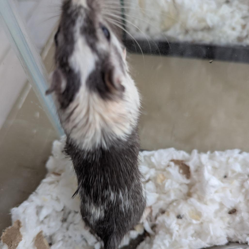 Enlarge Lewis, a Adoptable Gerbil in West Des Moines, IA image 1/1