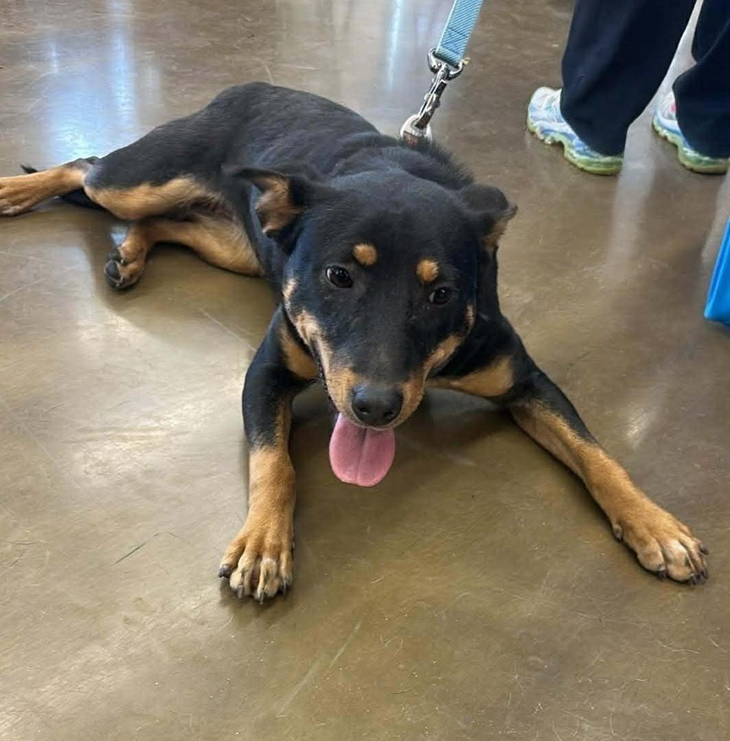 Coffee Bean thumbnail 4