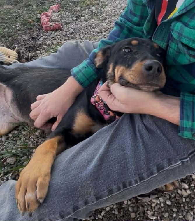 Coffee Bean thumbnail 6