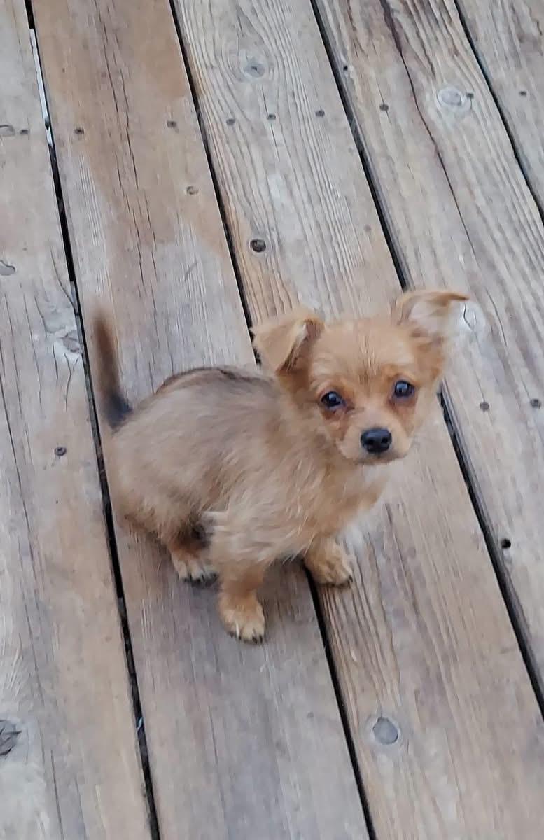 Clementine, ADOPTABLE, Puppy Female Mixed Breed.