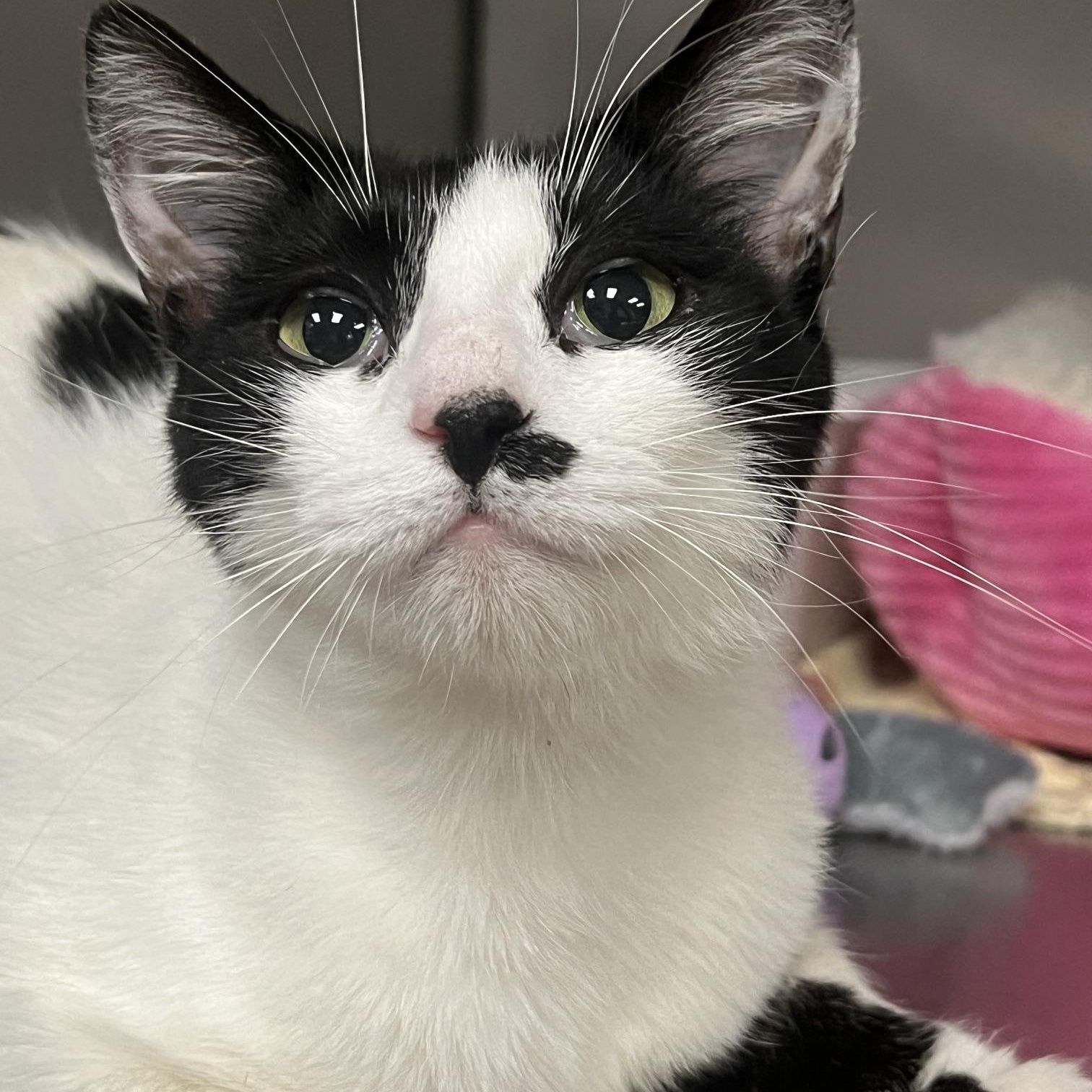 Enlarge Dottie, a ADOPTABLE Domestic Short Hair in Johnston, RI image 5/6