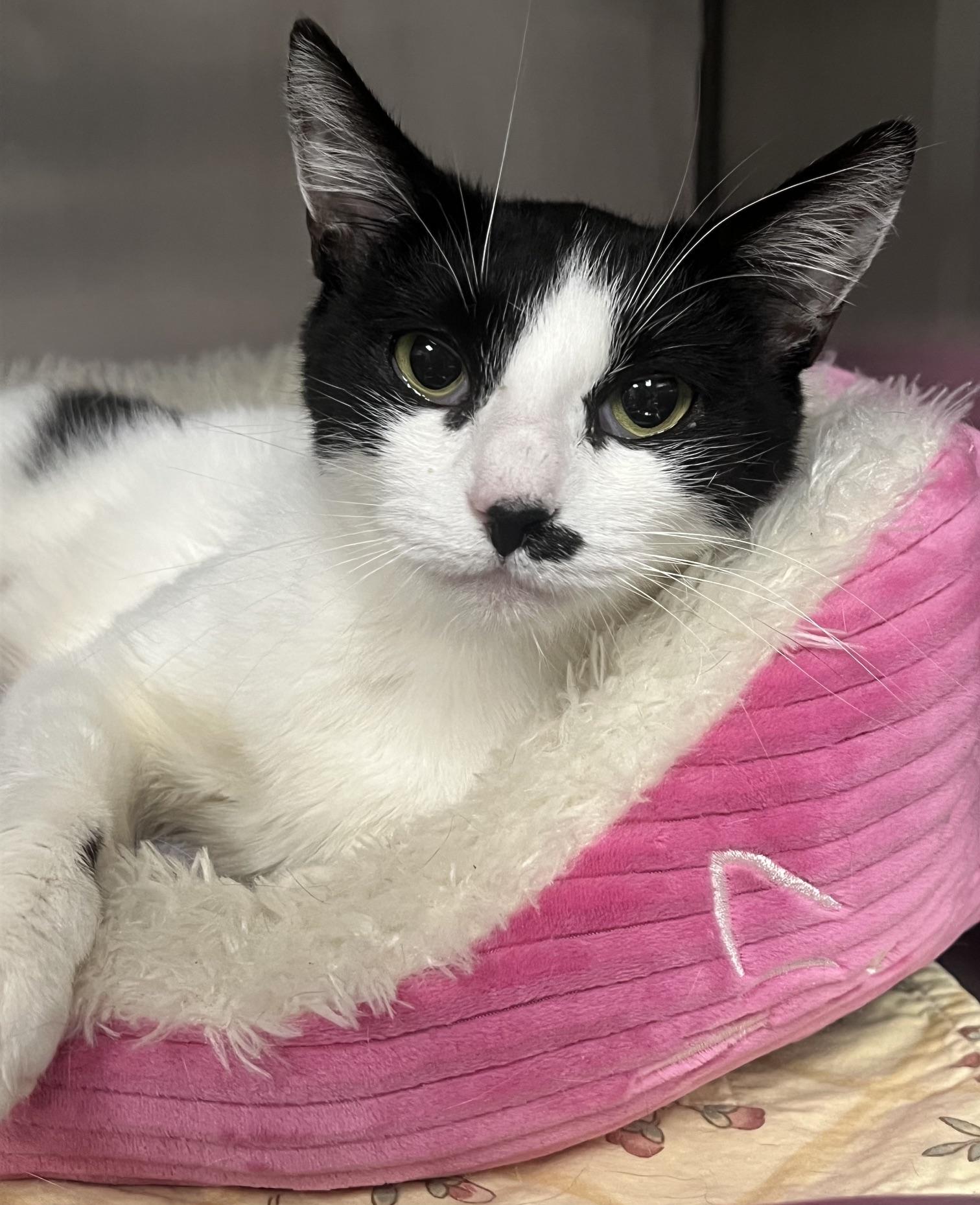 Dottie, ADOPTABLE, Young Female Domestic Short Hair.