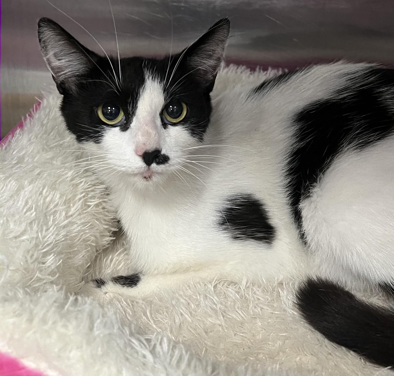 Enlarge Dottie, a ADOPTABLE Domestic Short Hair in Johnston, RI image 2/6