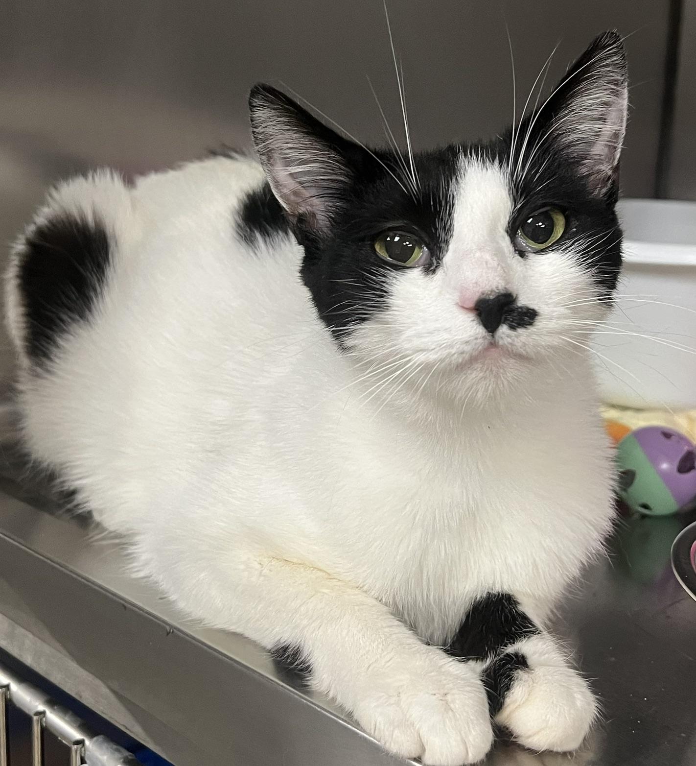 Enlarge Dottie, a ADOPTABLE Domestic Short Hair in Johnston, RI image 3/6
