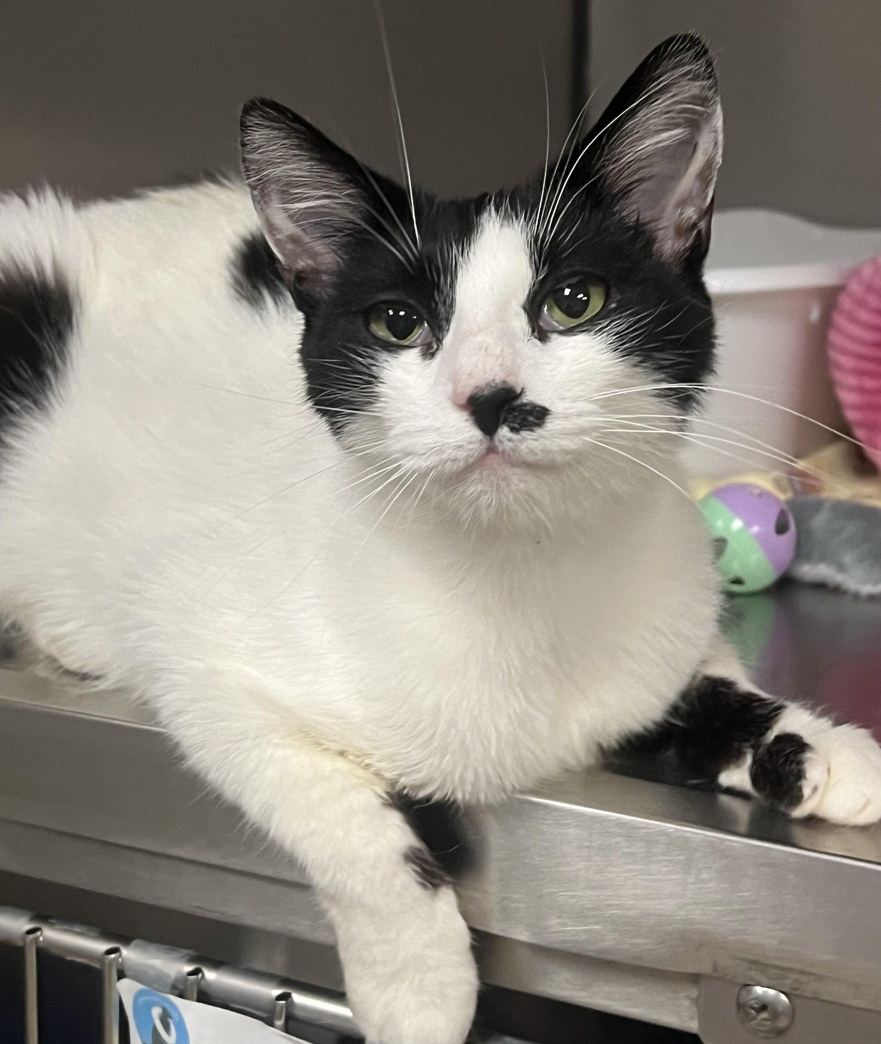 Enlarge Dottie, a ADOPTABLE Domestic Short Hair in Johnston, RI image 6/6