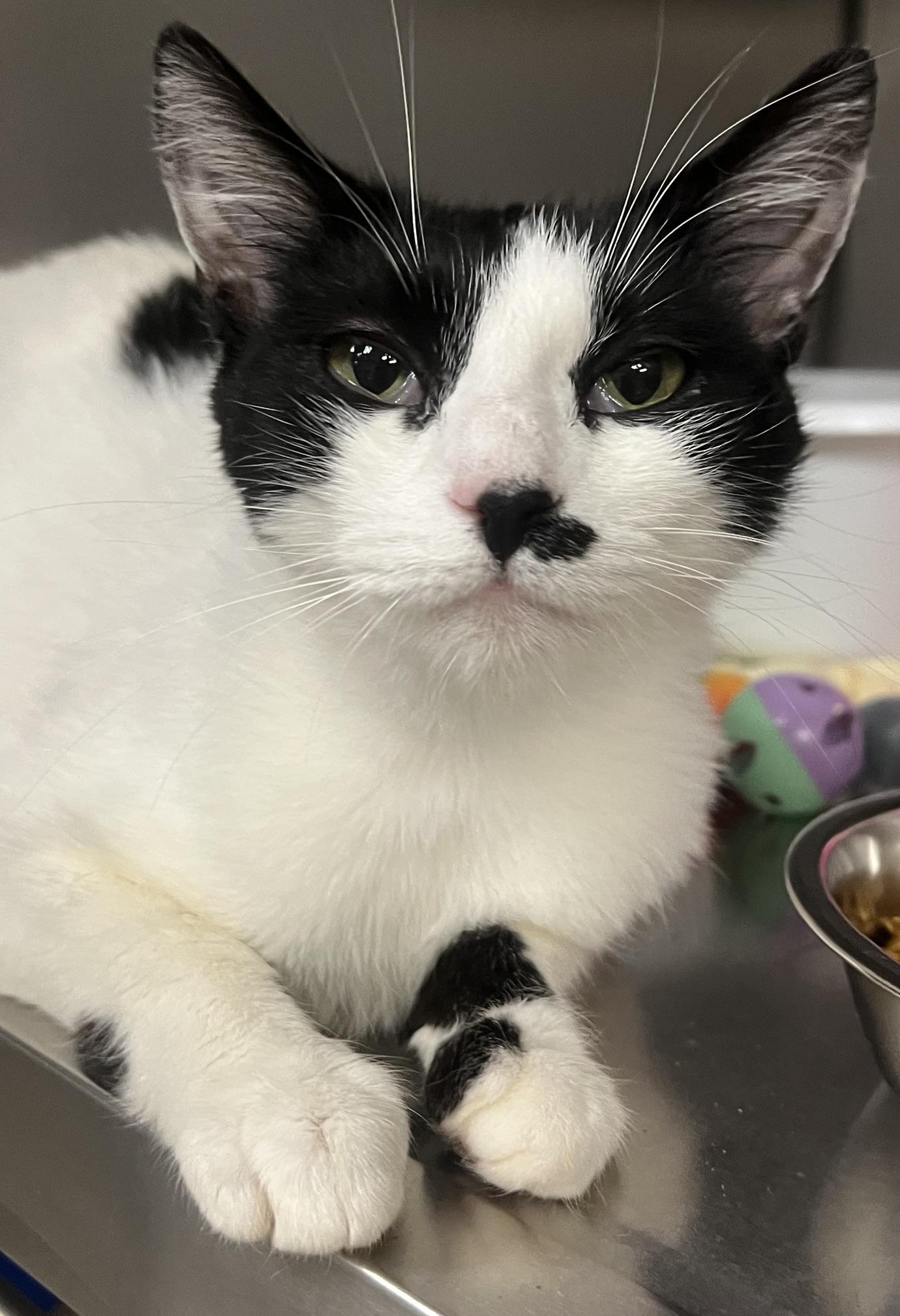 Enlarge Dottie, a ADOPTABLE Domestic Short Hair in Johnston, RI image 4/6