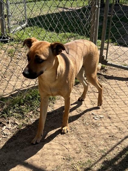 Barbara, Adoptable, Adult Female Mixed Breed & Mixed Breed.