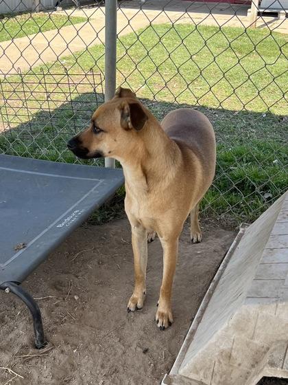 Barbara, a Adoptable mixed breed in Houston, TX image 2/3
