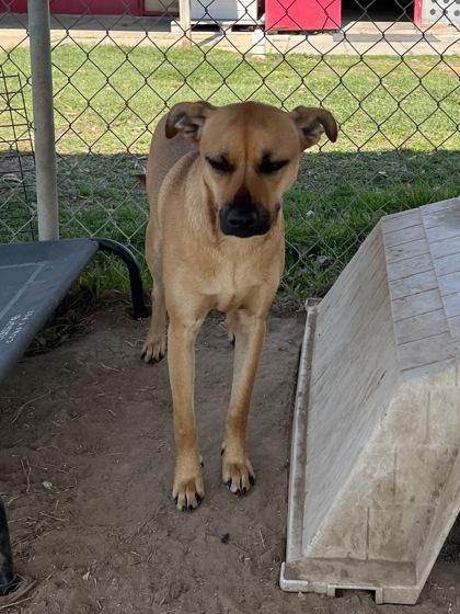 Barbara, a Adoptable mixed breed in Houston, TX image 3/3