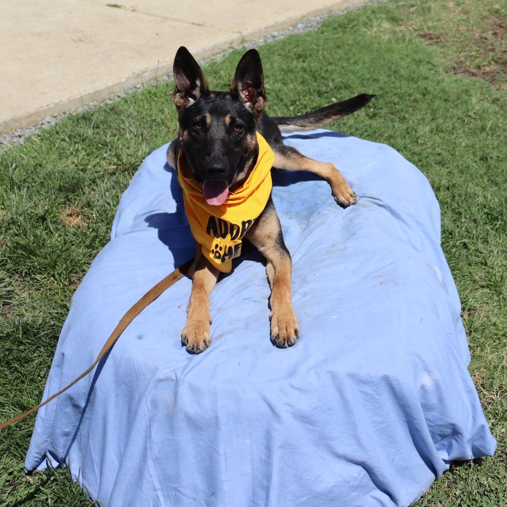 Barney, Adoptable, Young Male German Shepherd Dog & Mixed Breed.