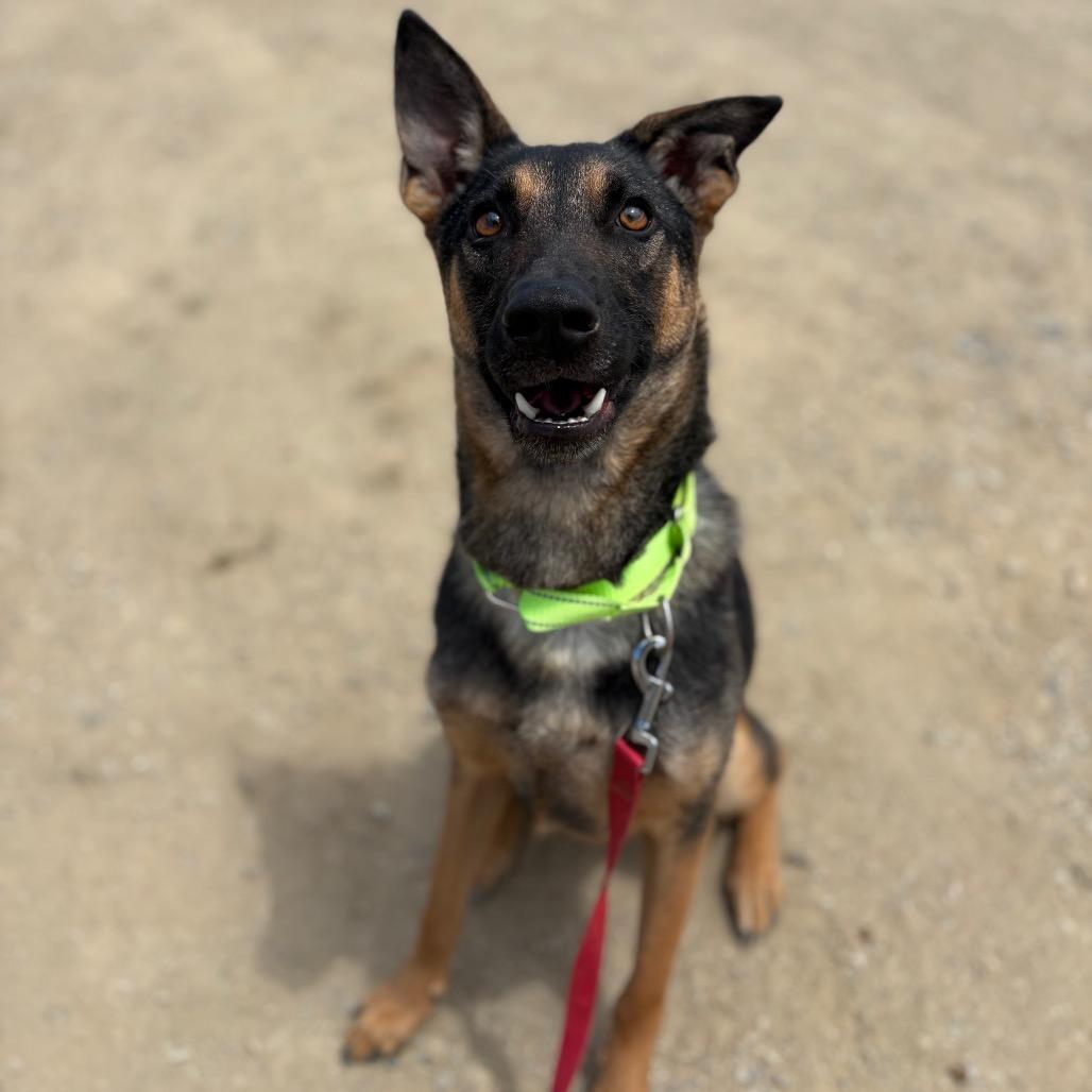Barney, a Adoptable mixed breed in Ione, CA image 2/5