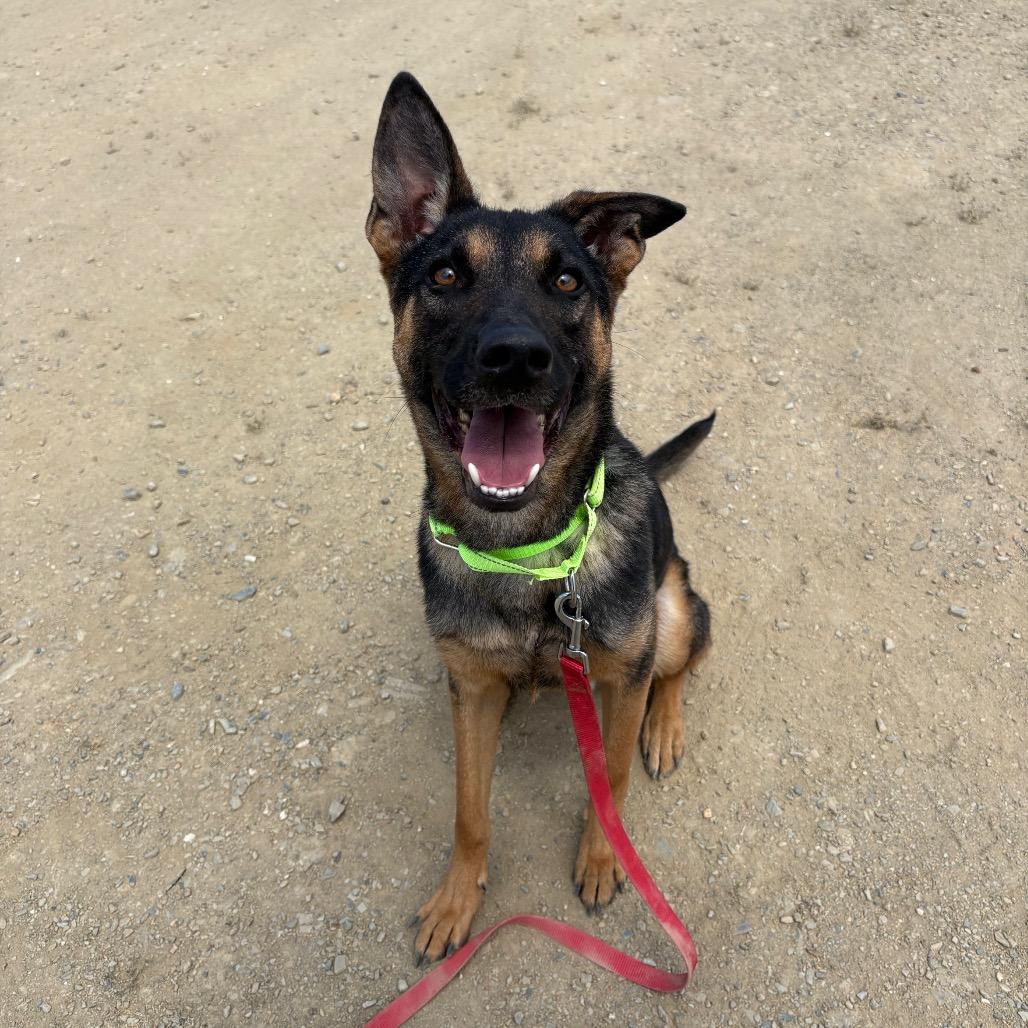 Barney, a Adoptable mixed breed in Ione, CA image 3/5