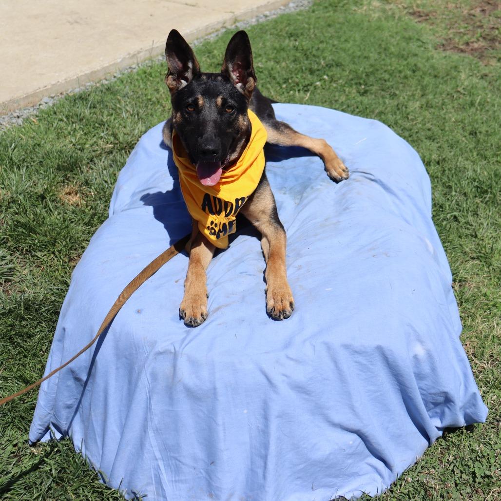 Enlarge Barney, a Adoptable mixed breed in Ione, CA image 2/2