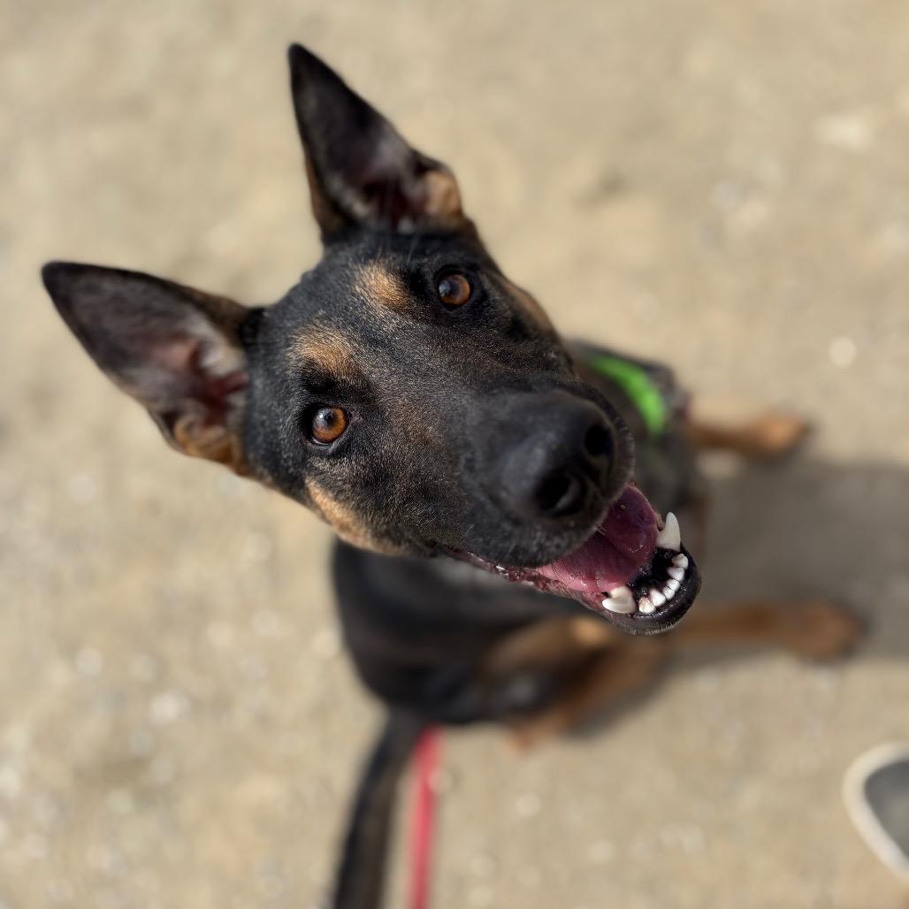 Barney, a Adoptable mixed breed in Ione, CA image 5/5