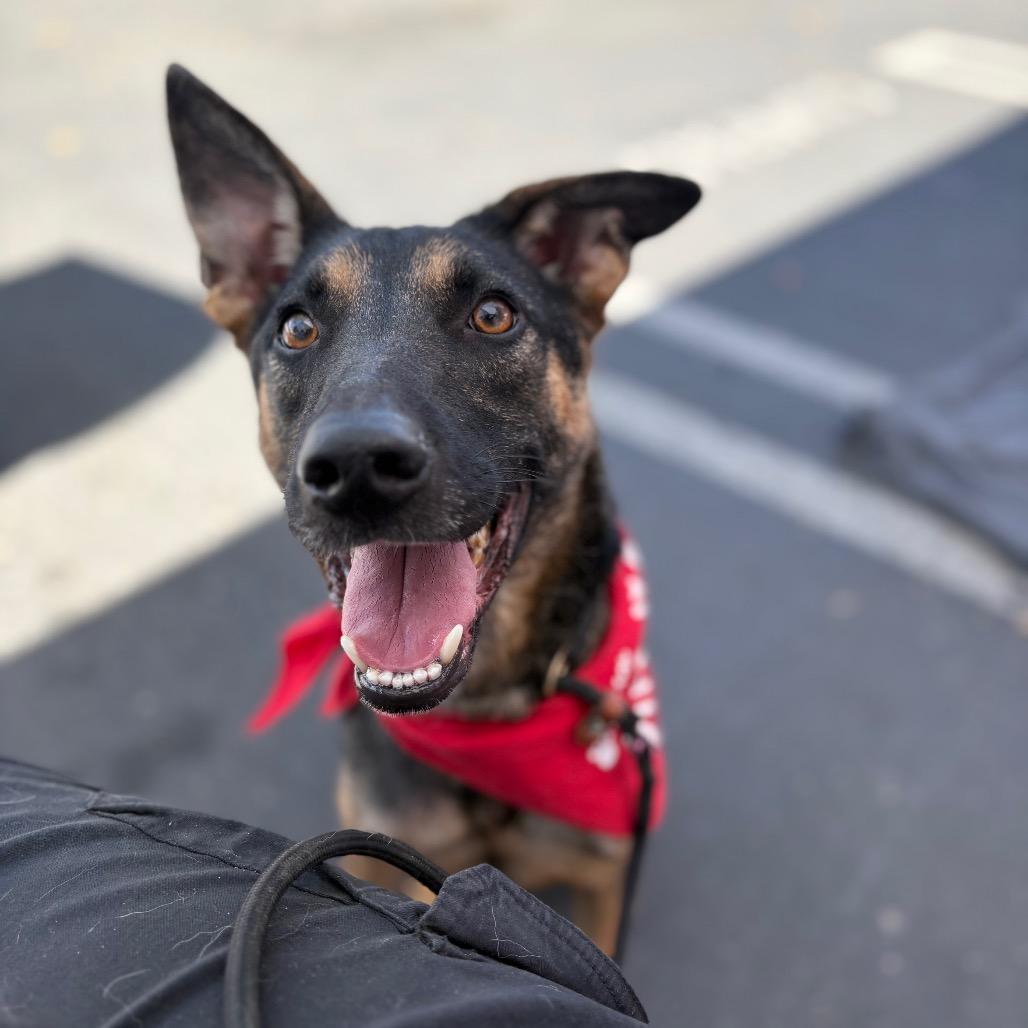Enlarge Barney, a Adoptable mixed breed in Ione, CA image 6/6