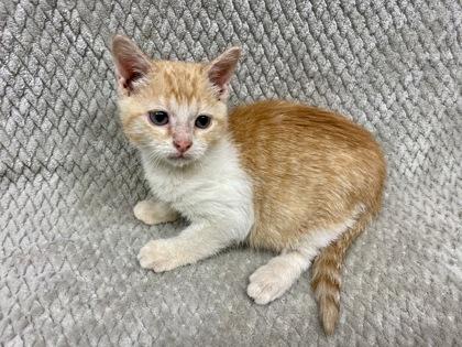 Enlarge Pumpkin roll, a Adoptable Domestic Short Hair in Gray, LA image 1/1