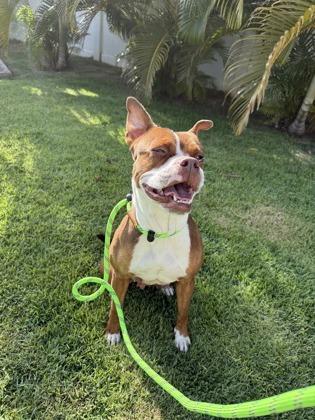 Lilo Girl, Adoptable, Adult Female Boston Terrier & Boxer.