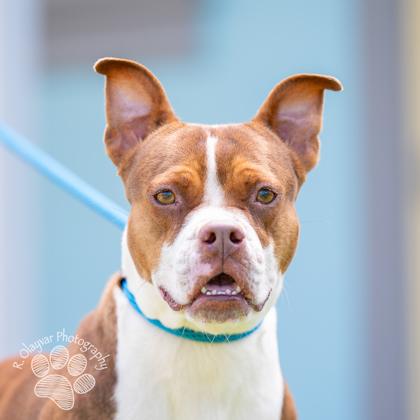 Enlarge Lilo Girl, a Adoptable mixed breed in Honolulu, HI image 2/3
