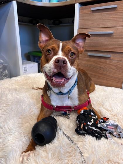 Enlarge Lilo Girl, a Adoptable mixed breed in Honolulu, HI image 3/3