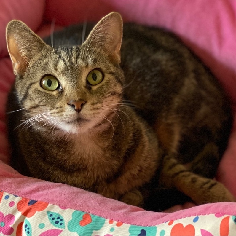 Olivia , a Adoptable Tabby in Goshen, IN image 1/4