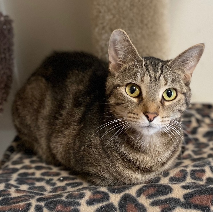 Olivia , Adoptable, Adult Female Tabby.